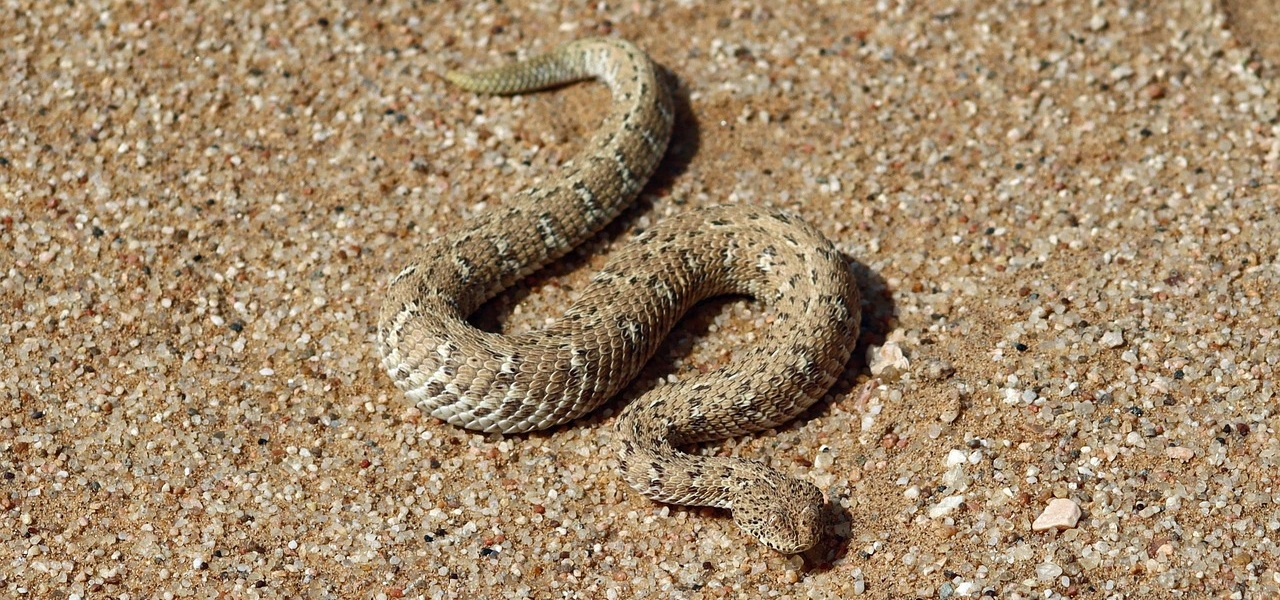 Picture of a sidewinder
snake